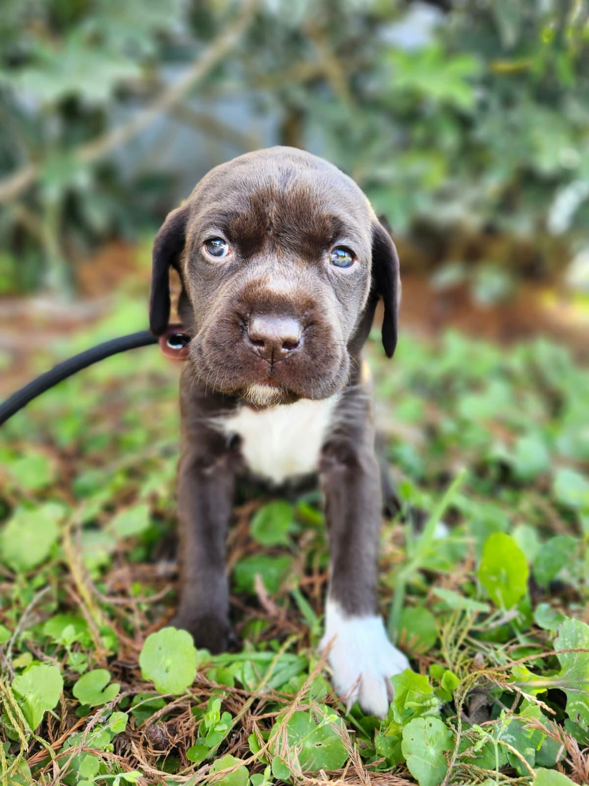 Enlarge North, an adopted mixed breed in Gainesville, FL image 2/3