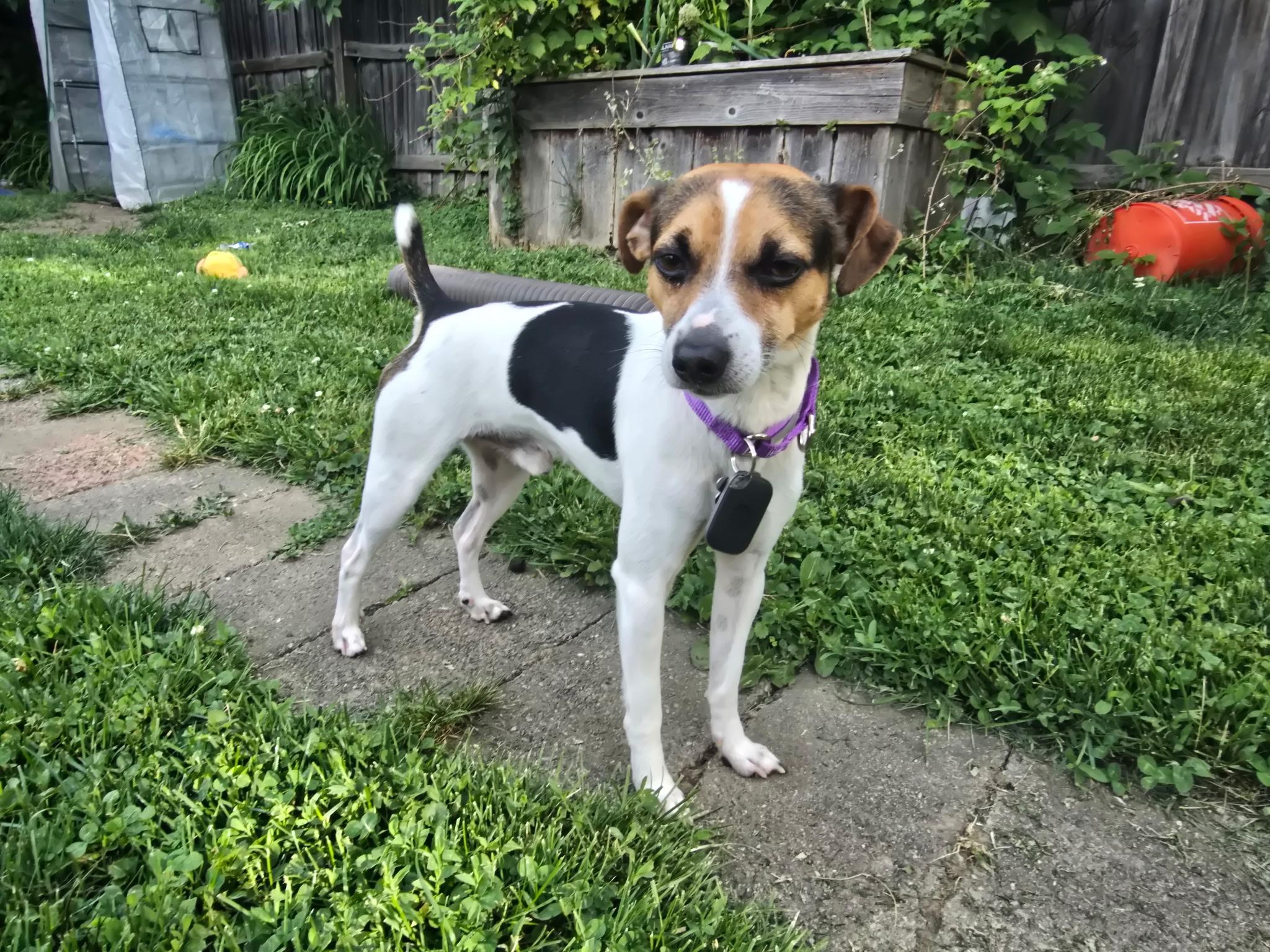 Pepperoni, an adopted mixed breed in Elmhurst, IL image 4/4
