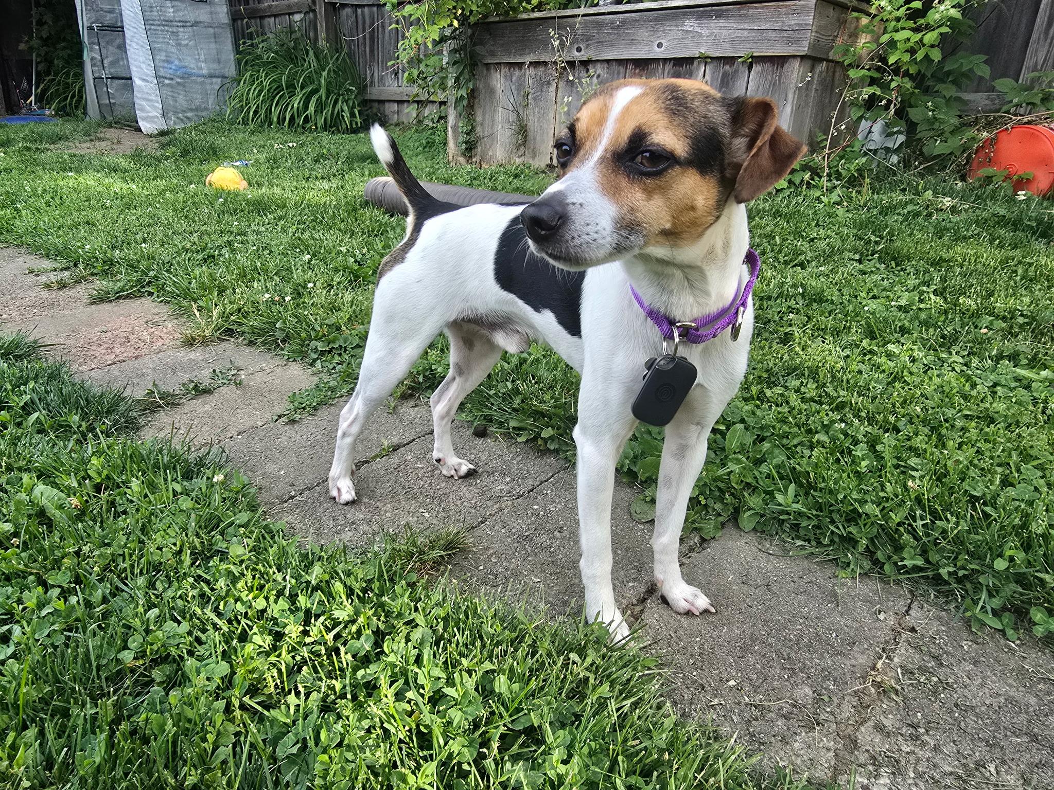 Pepperoni, adopted, Young Male Jack Russell Terrier.
