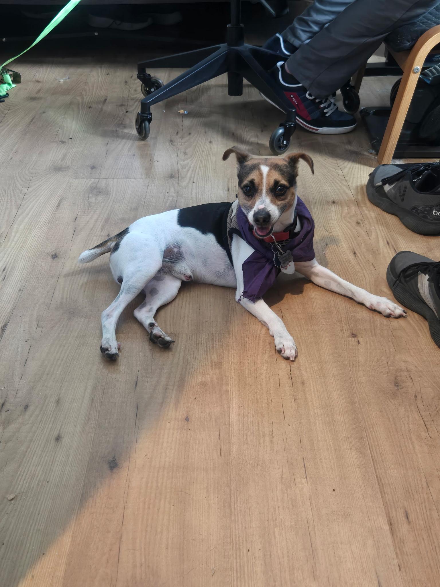 Pepperoni, an adopted mixed breed in Elmhurst, IL image 2/4