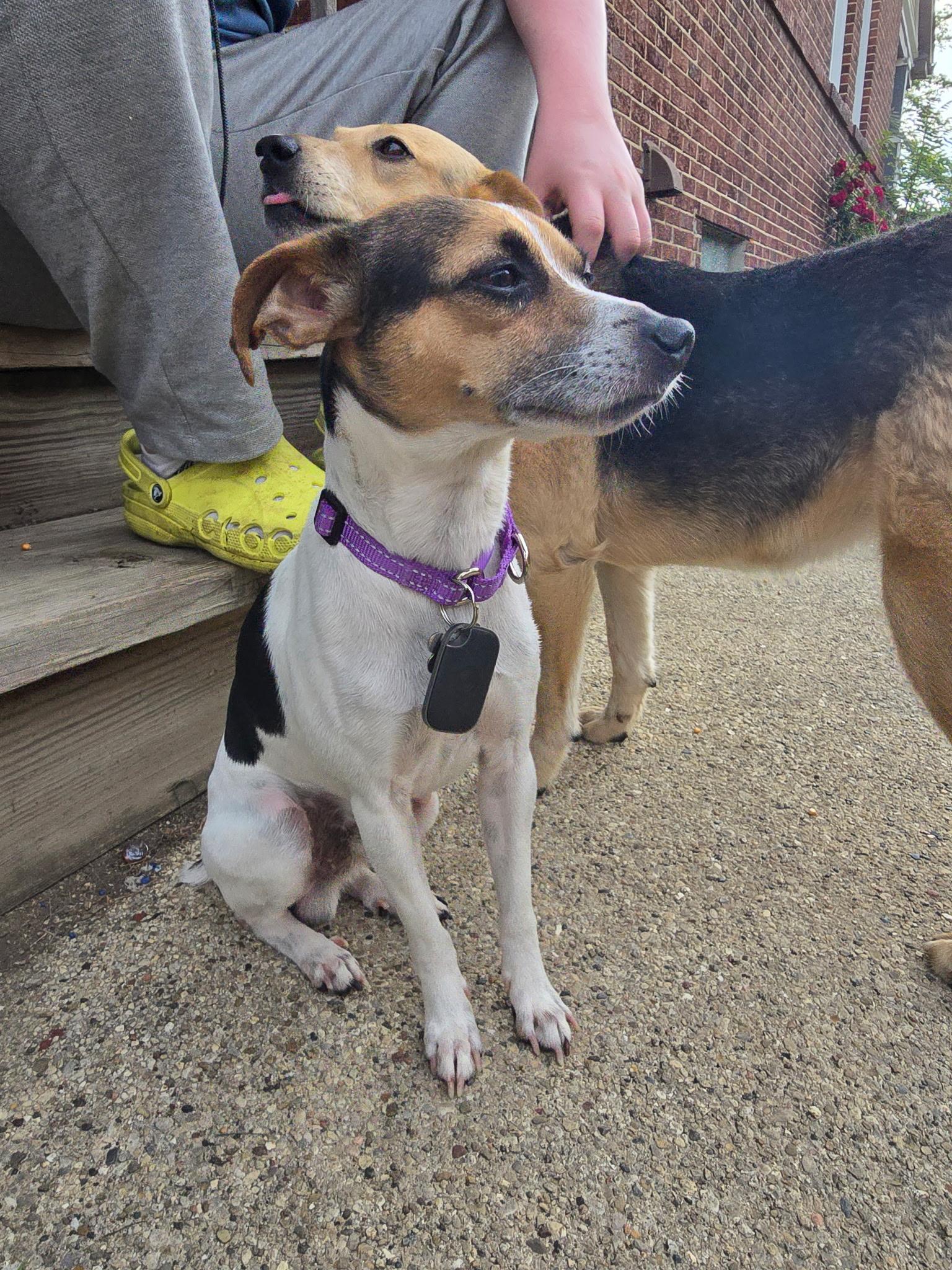 Pepperoni, an adopted mixed breed in Elmhurst, IL image 3/4