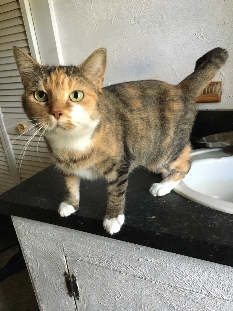 Hello, an adopted Domestic Short Hair in Stuart, VA_image-1