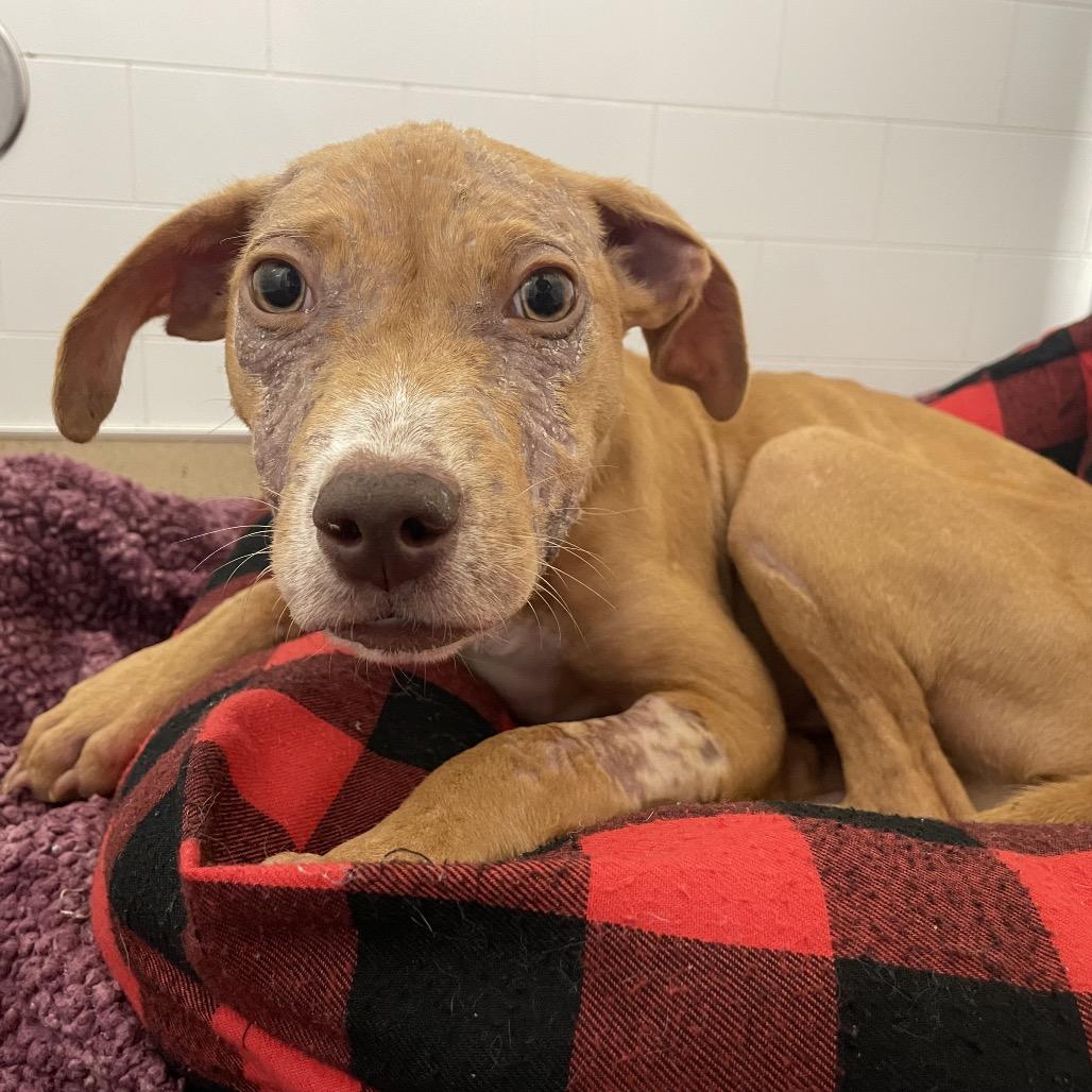 Nesquick, Adoptable, Young Male Pit Bull Terrier.