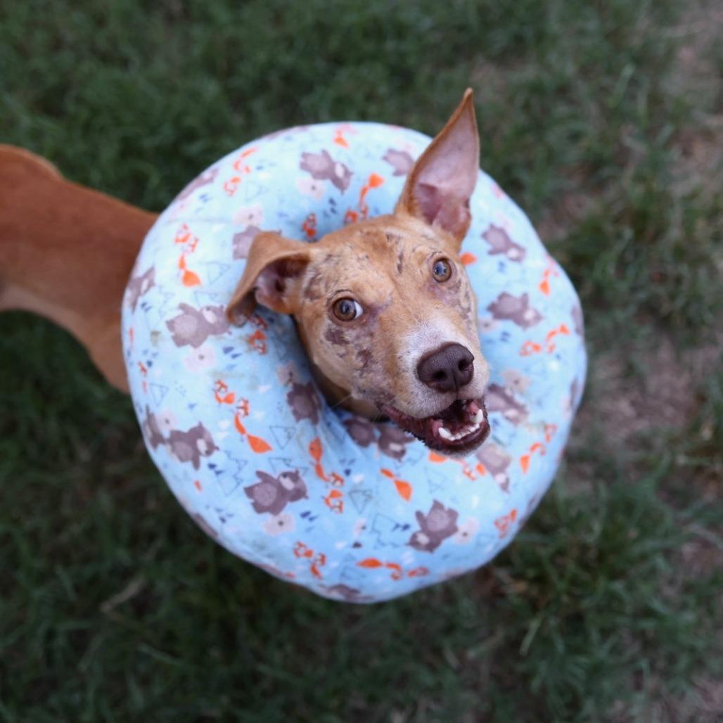 Enlarge Nesquick, a Adoptable Pit Bull Terrier in Austin, TX image 2/6