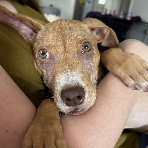 Enlarge Nesquick, a Adoptable Pit Bull Terrier in Austin, TX image 2/5