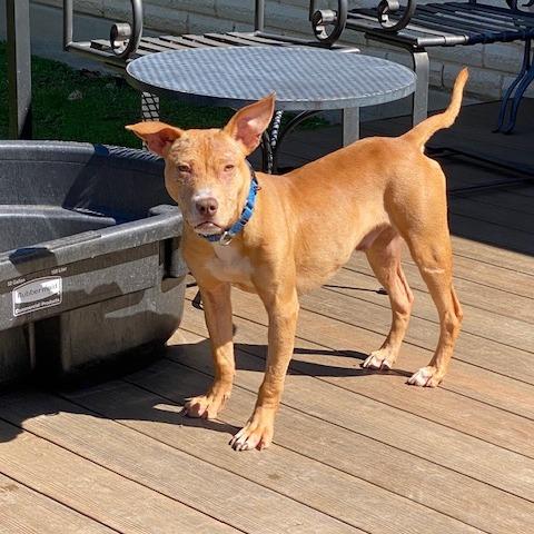 Enlarge Nesquick, a Adoptable Pit Bull Terrier in Austin, TX image 3/6