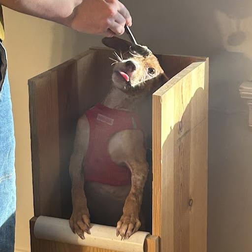 Enlarge Nesquick, a Adoptable Pit Bull Terrier in Austin, TX image 3/5