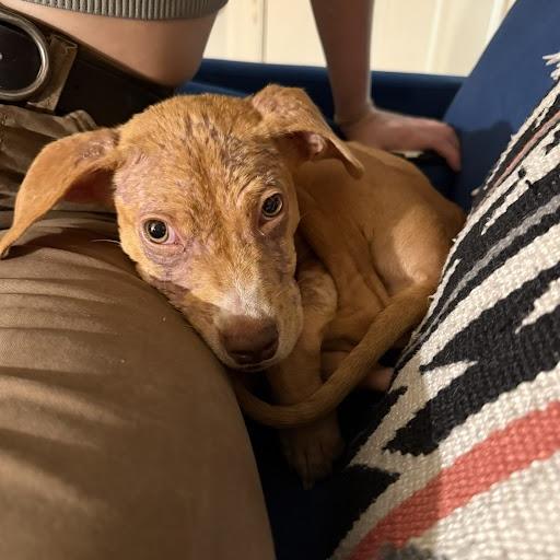 Nesquick, Adoptable, Young Male Pit Bull Terrier.