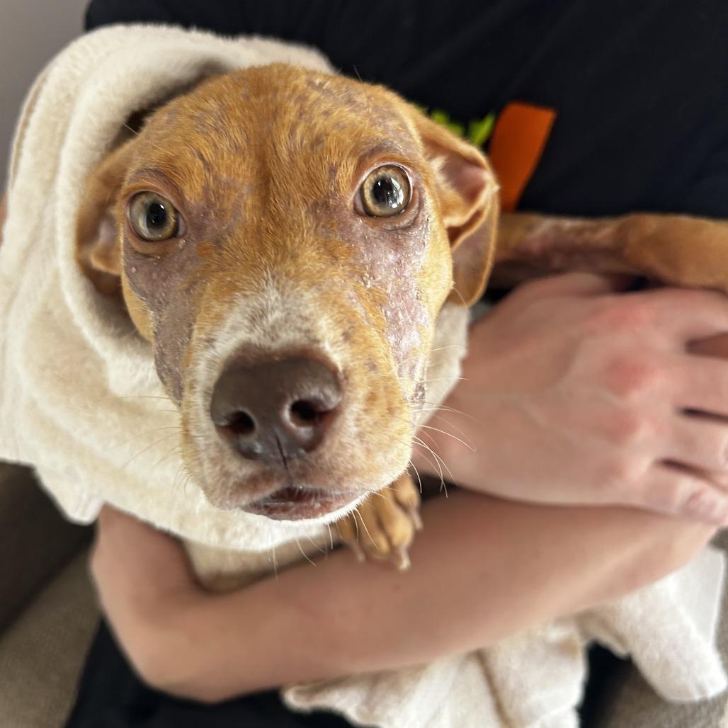 Enlarge Nesquick, a Adoptable Pit Bull Terrier in Austin, TX image 5/5