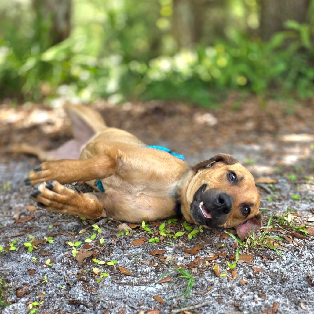 Cora, Adoptable, Young Female Mixed Breed.
