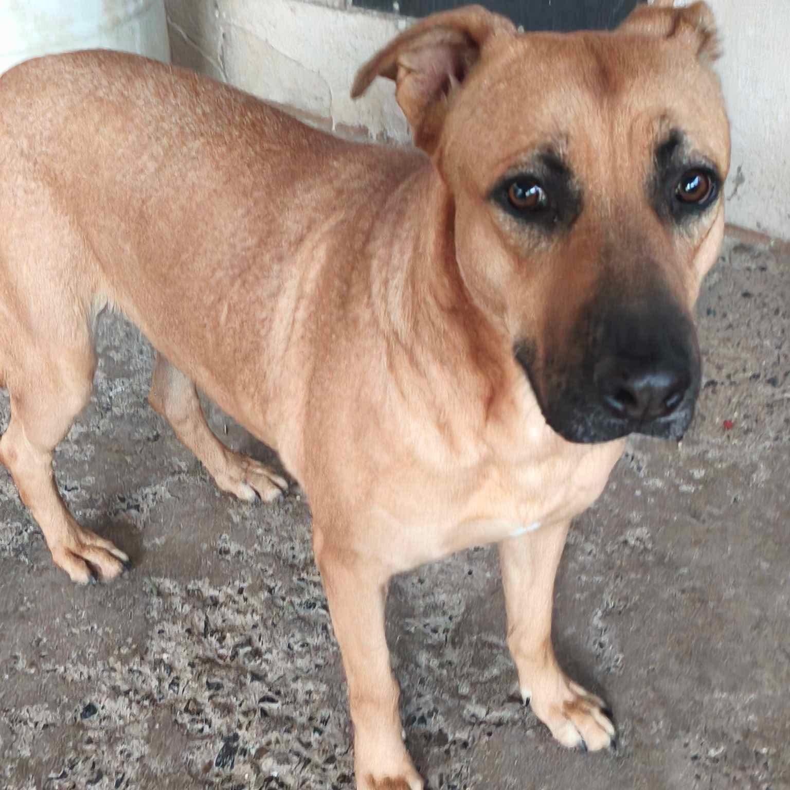 Enlarge Petuka (Honey), a Adoptable mixed breed in Laguna Niguel, CA image 5/6