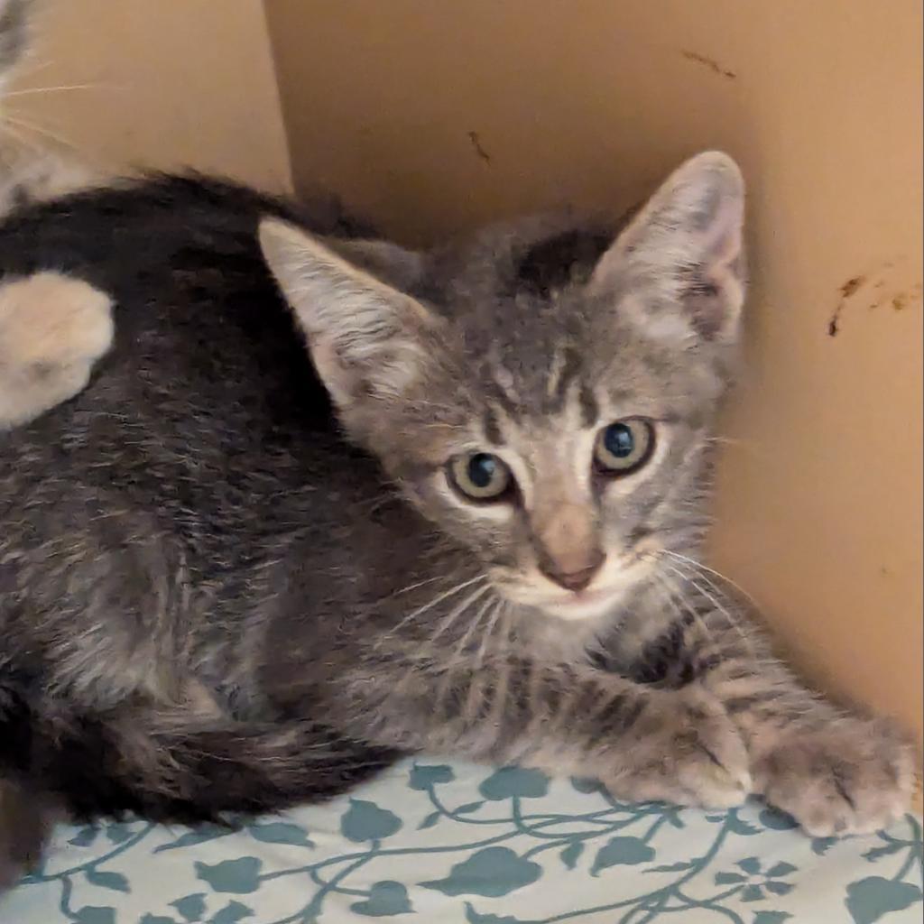 Enlarge Chelsea, a Adoptable Domestic Short Hair in Leander, TX image 1/4