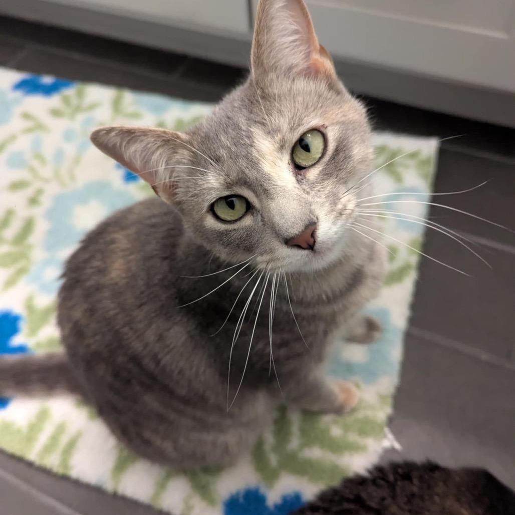 Enlarge Chelsea, a Adoptable Domestic Short Hair in Leander, TX image 2/4