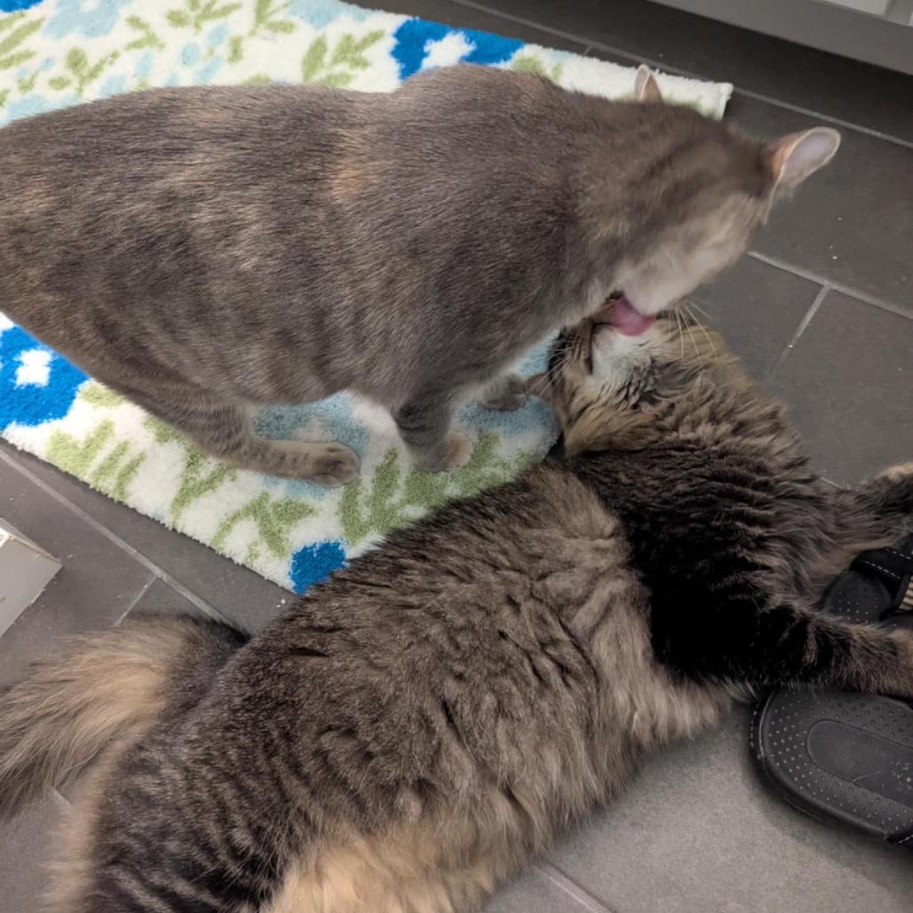 Enlarge Chelsea, a Adoptable Domestic Short Hair in Leander, TX image 3/4