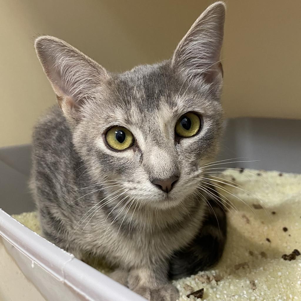 Enlarge Chelsea, a Adoptable Domestic Short Hair in Leander, TX image 4/4