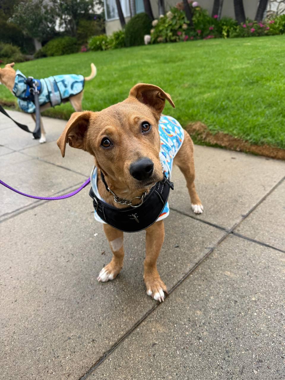 Stanford, a Adoptable Dachshund in Los Angeles, CA image 1/4
