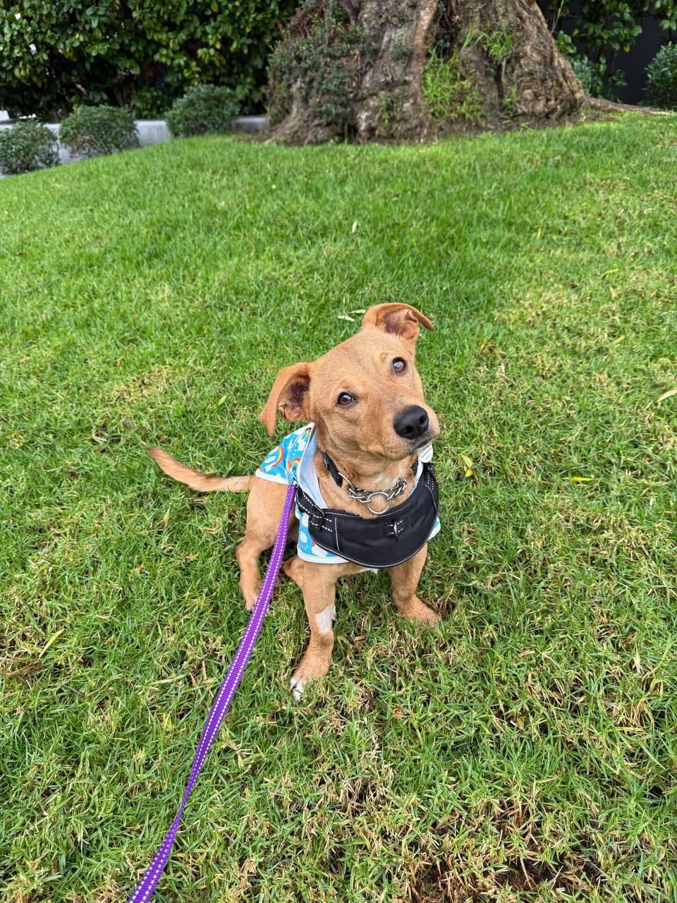 Stanford, a Adoptable Dachshund in Los Angeles, CA image 2/4