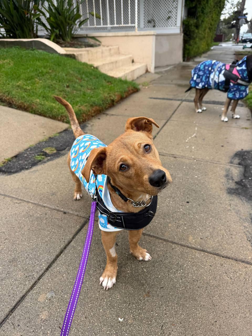 Stanford, a Adoptable Dachshund in Los Angeles, CA image 3/4