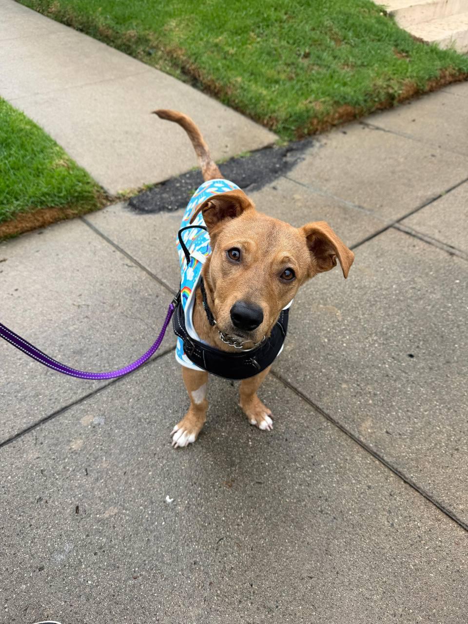 Stanford, a Adoptable Dachshund in Los Angeles, CA image 4/4