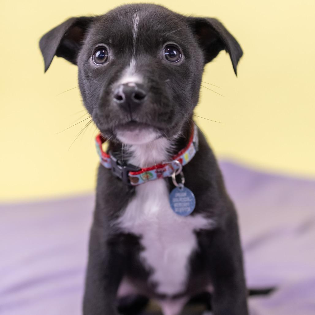 Nolan, Adoptable, Puppy Male Mixed Breed.
