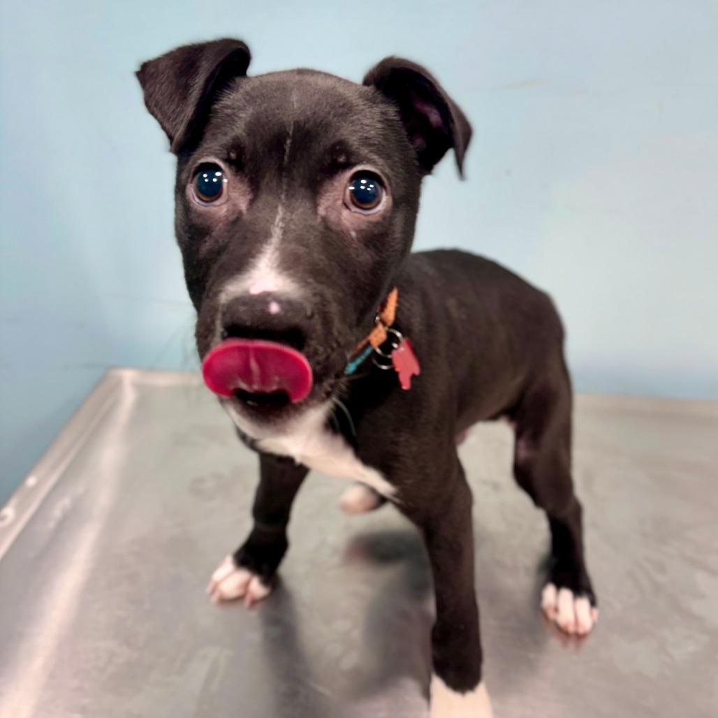 Enlarge Nolan, a Adoptable Mixed Breed in Portland, OR image 2/3