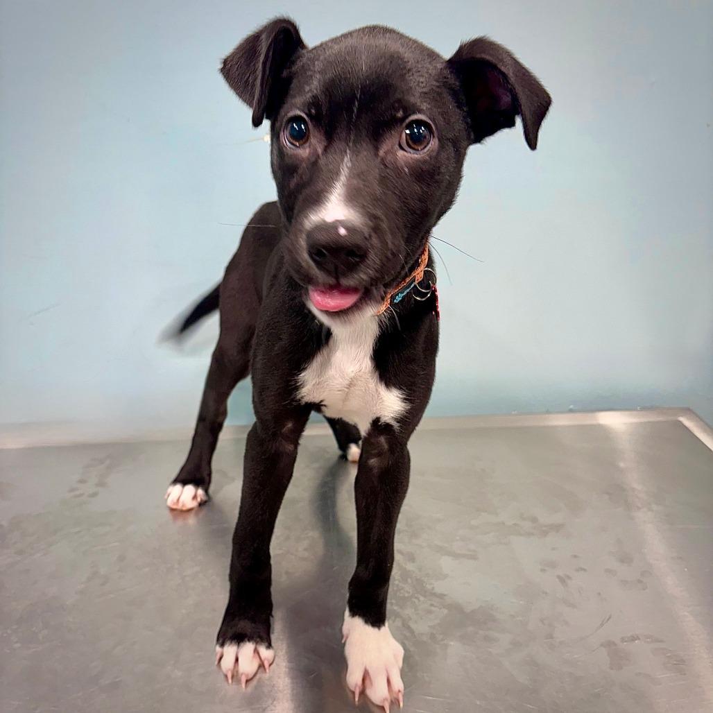 Enlarge Nolan, a Adoptable Mixed Breed in Portland, OR image 3/3