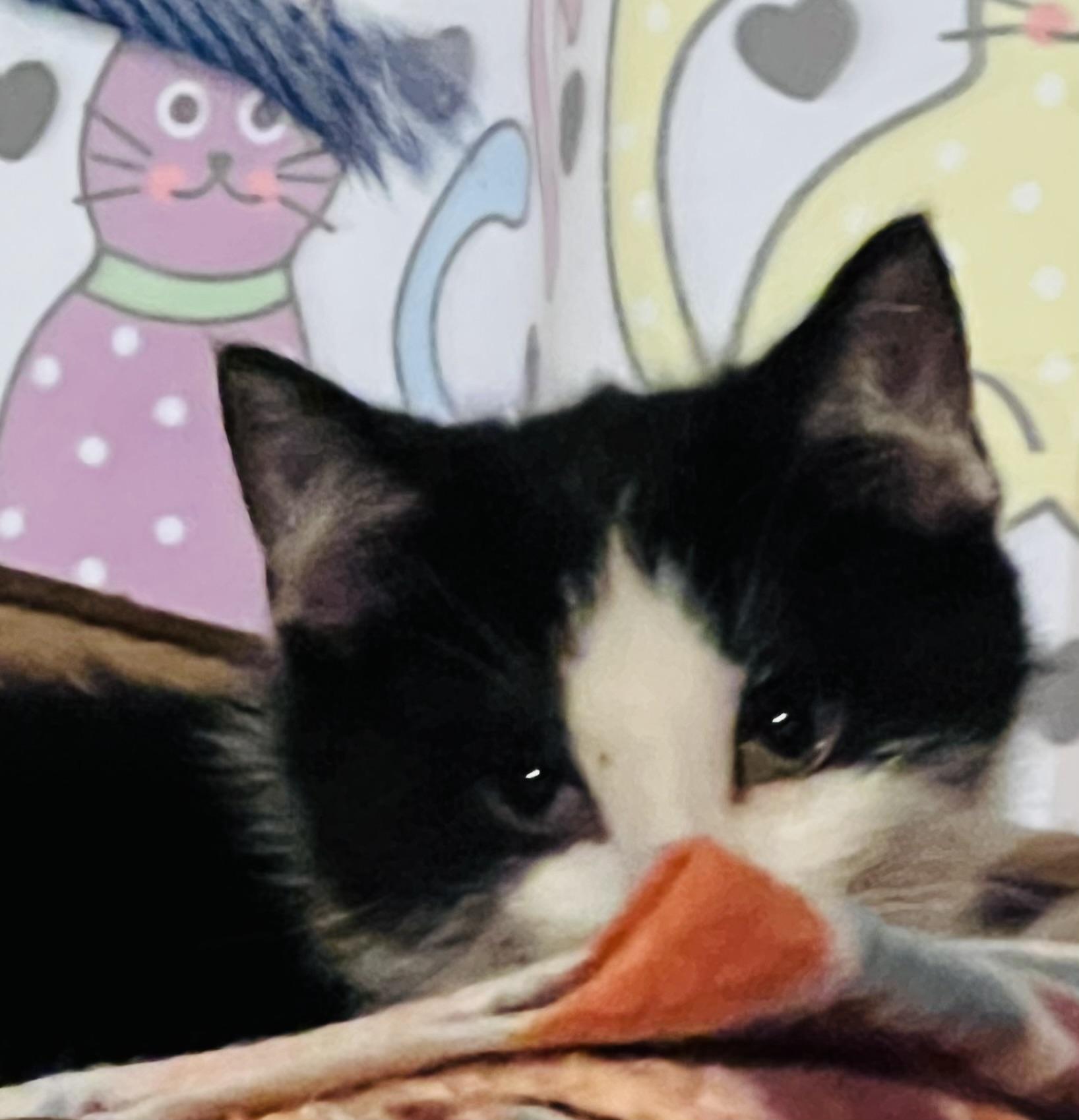 Petunia