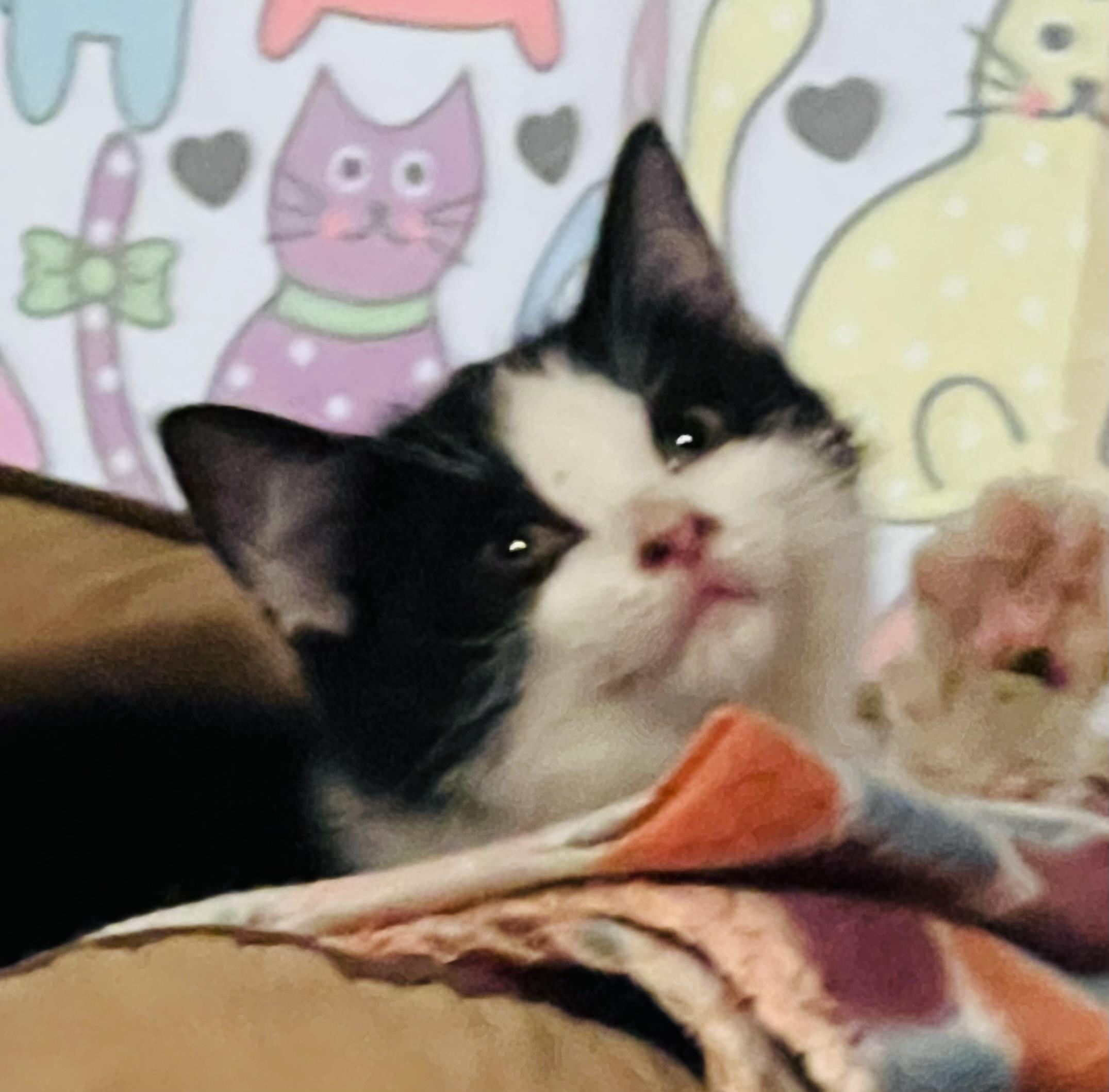 Petunia