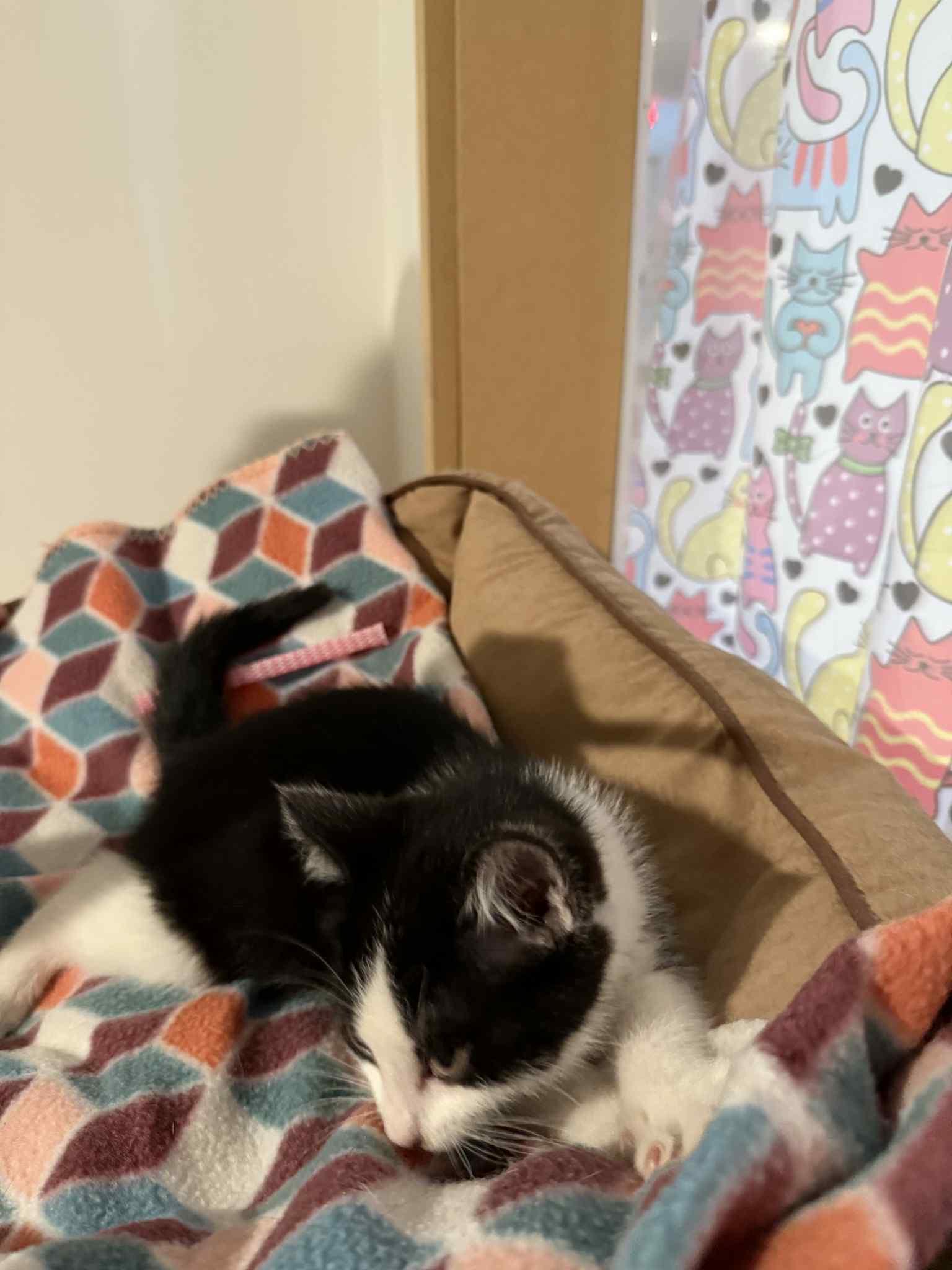Petunia