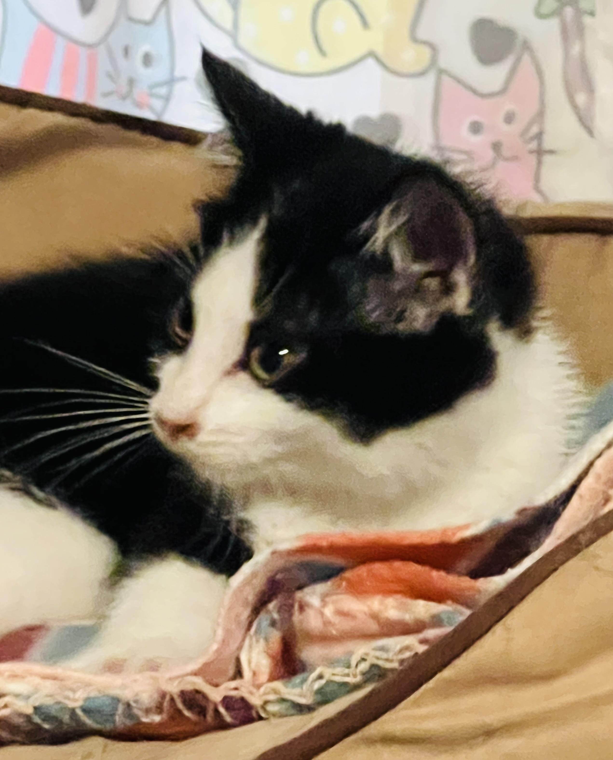 Petunia