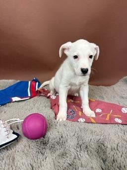 Brave, a Adoptable mixed breed in Phoenix, AZ image 1/3