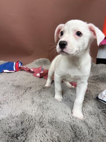 Brave, a Adoptable mixed breed in Phoenix, AZ image 3/3