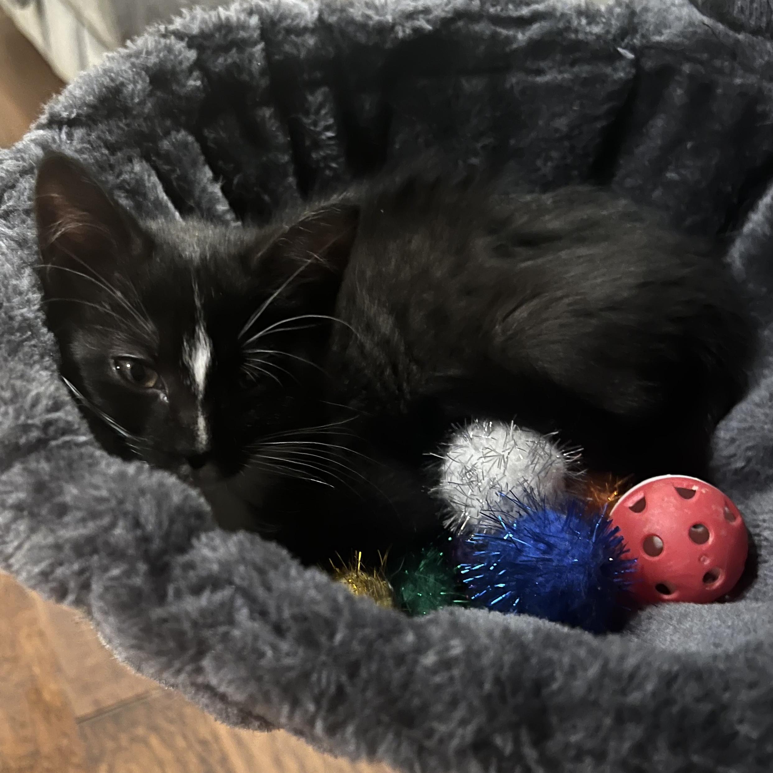 Enlarge Larissa, a ADOPTABLE Domestic Short Hair in Bentonville, AR image 3/4