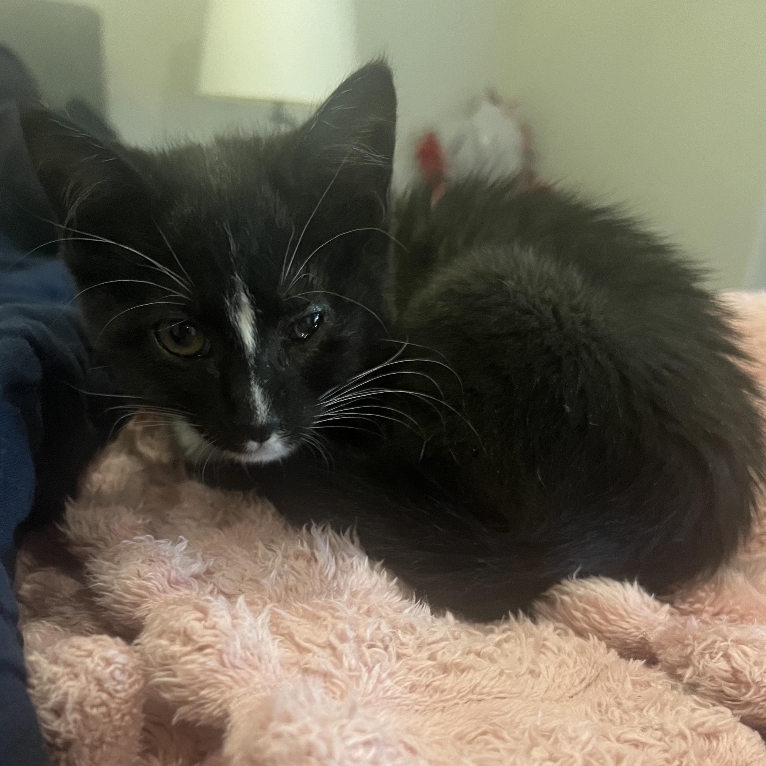 Larissa, ADOPTABLE, Young Female Domestic Short Hair.