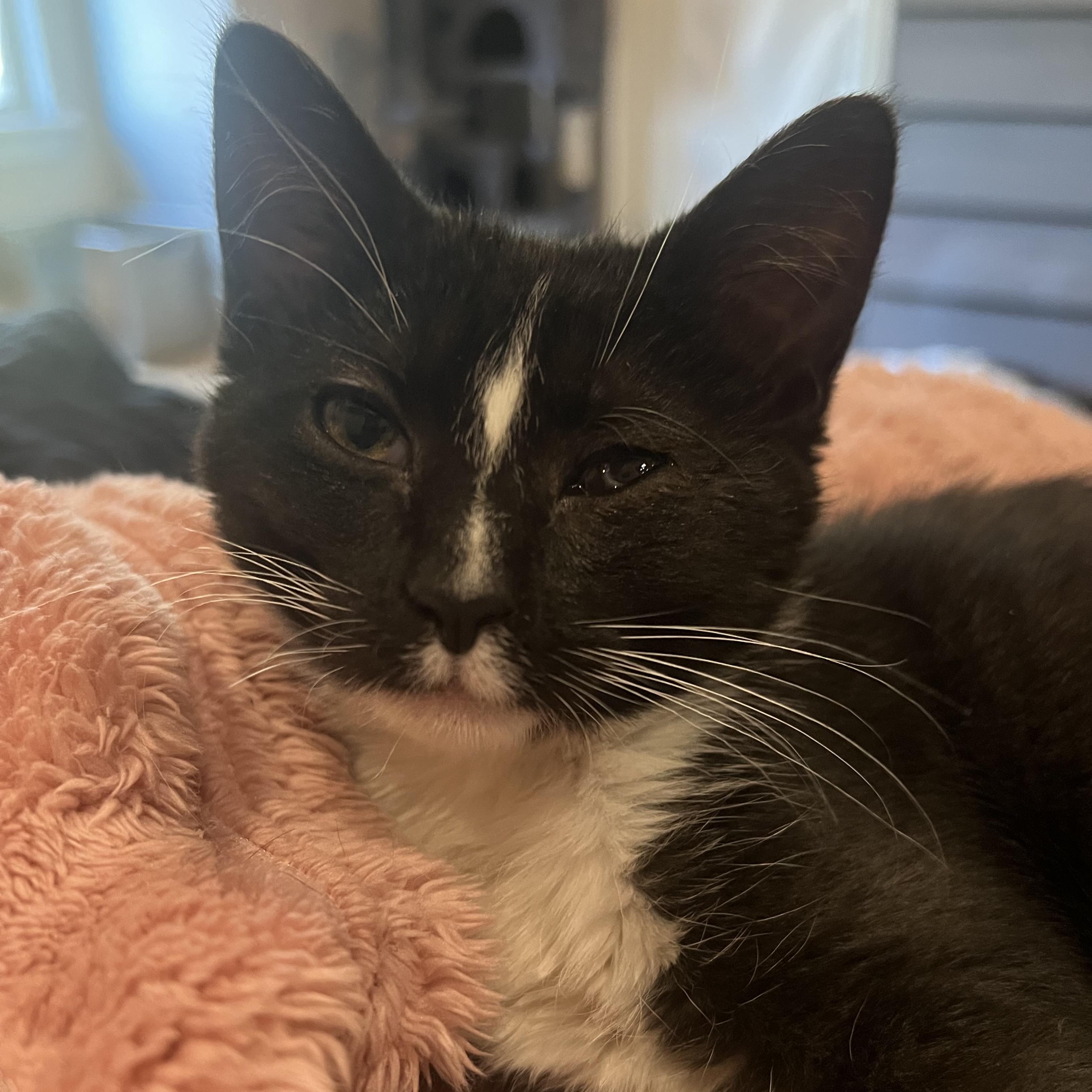 Larissa, ADOPTABLE, Young Female Domestic Short Hair.