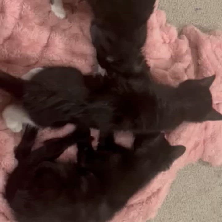 Enlarge Larissa, a ADOPTABLE Domestic Short Hair in Bentonville, AR video 2/4