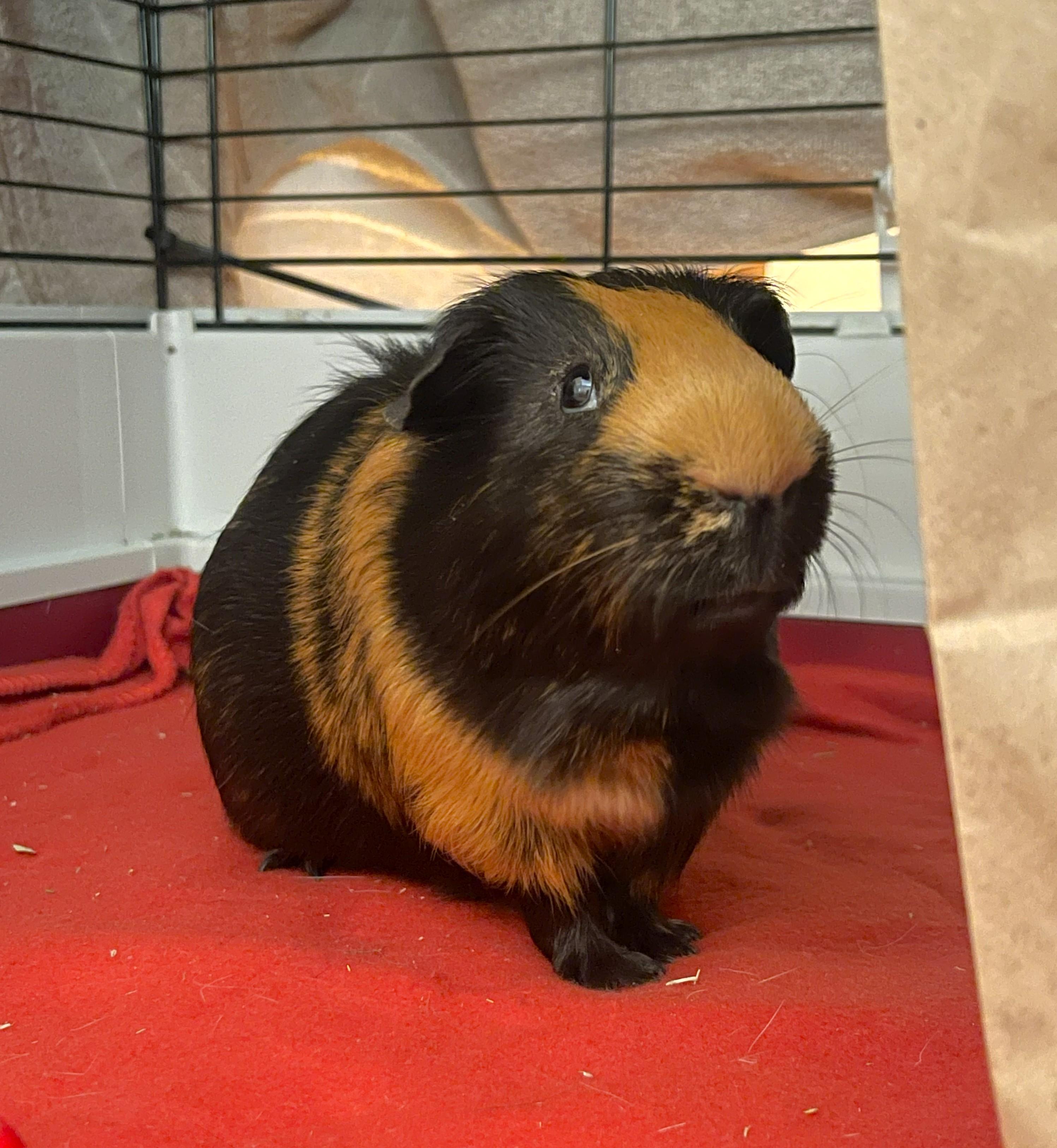 Jimmy, ADOPTABLE, Young Male Guinea Pig.