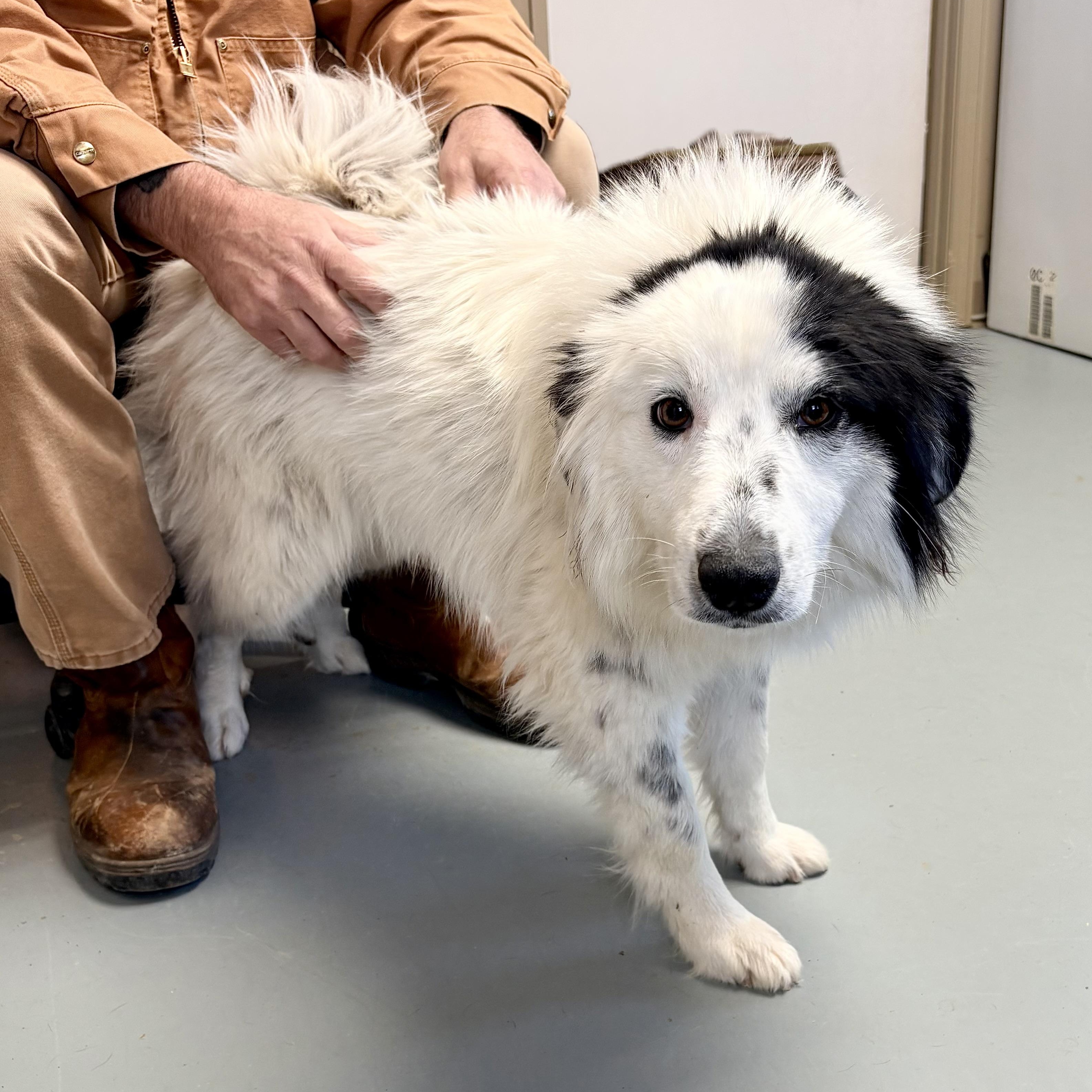 Macie, adopted, Adult Female Collie.
