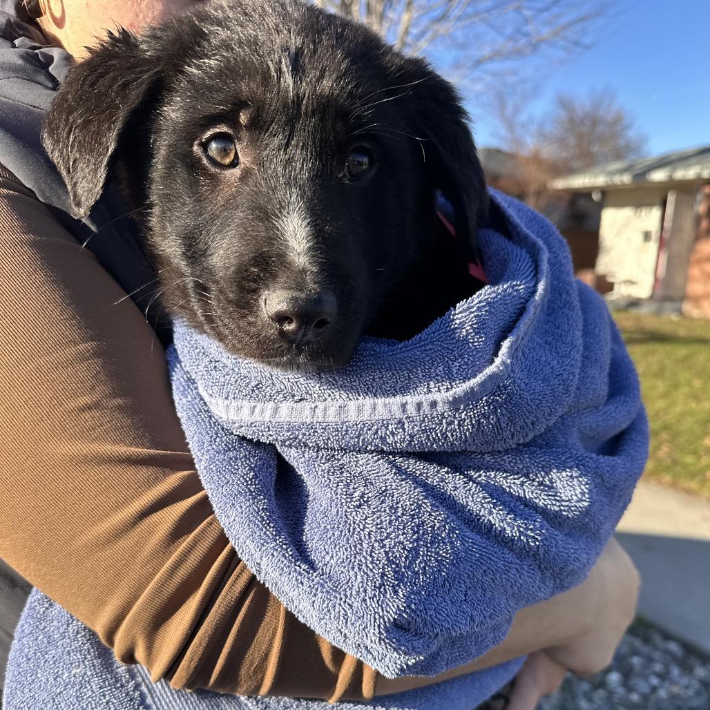 Finley, Adoptable, Puppy Female Great Pyrenees & Black Labrador Retriever.