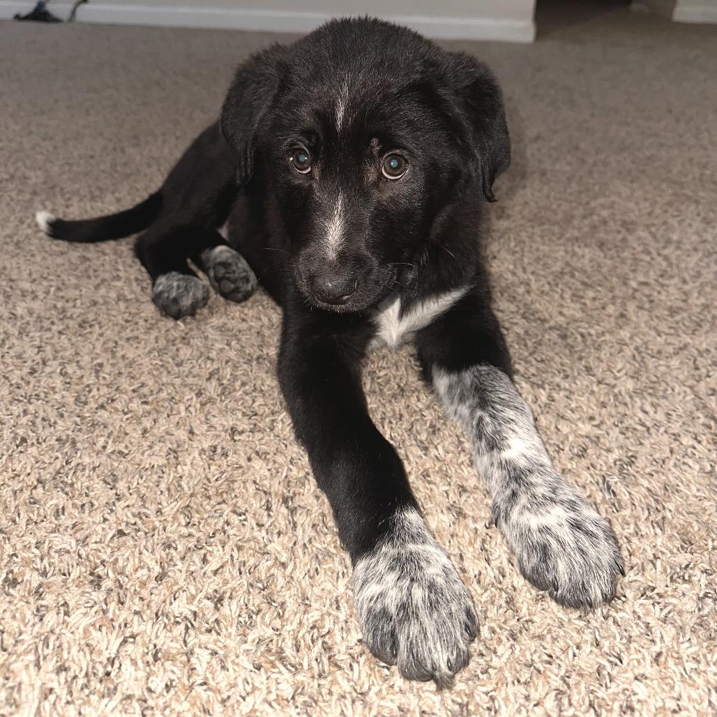 Enlarge Finley, a Adoptable mixed breed in Cashmere, WA image 2/4