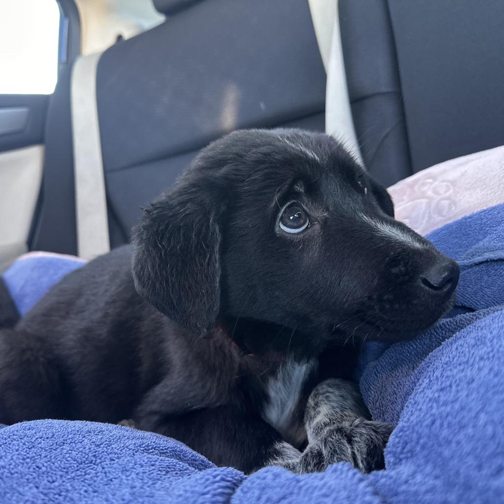 Enlarge Finley, a Adoptable mixed breed in Cashmere, WA image 3/4