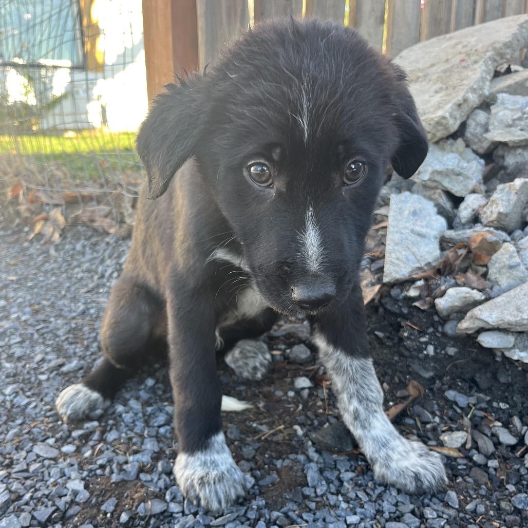 Enlarge Finley, a Adoptable mixed breed in Cashmere, WA image 4/4