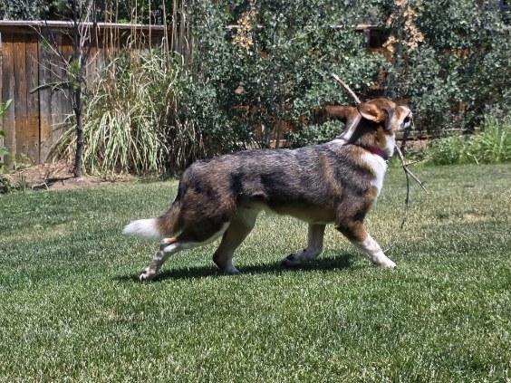 Dingo, Adopted, Young Male Australian Cattle Dog / Blue Heeler.