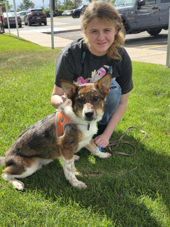 Enlarge Dingo, a Adopted Australian Cattle Dog / Blue Heeler in Denver, CO image 2/3