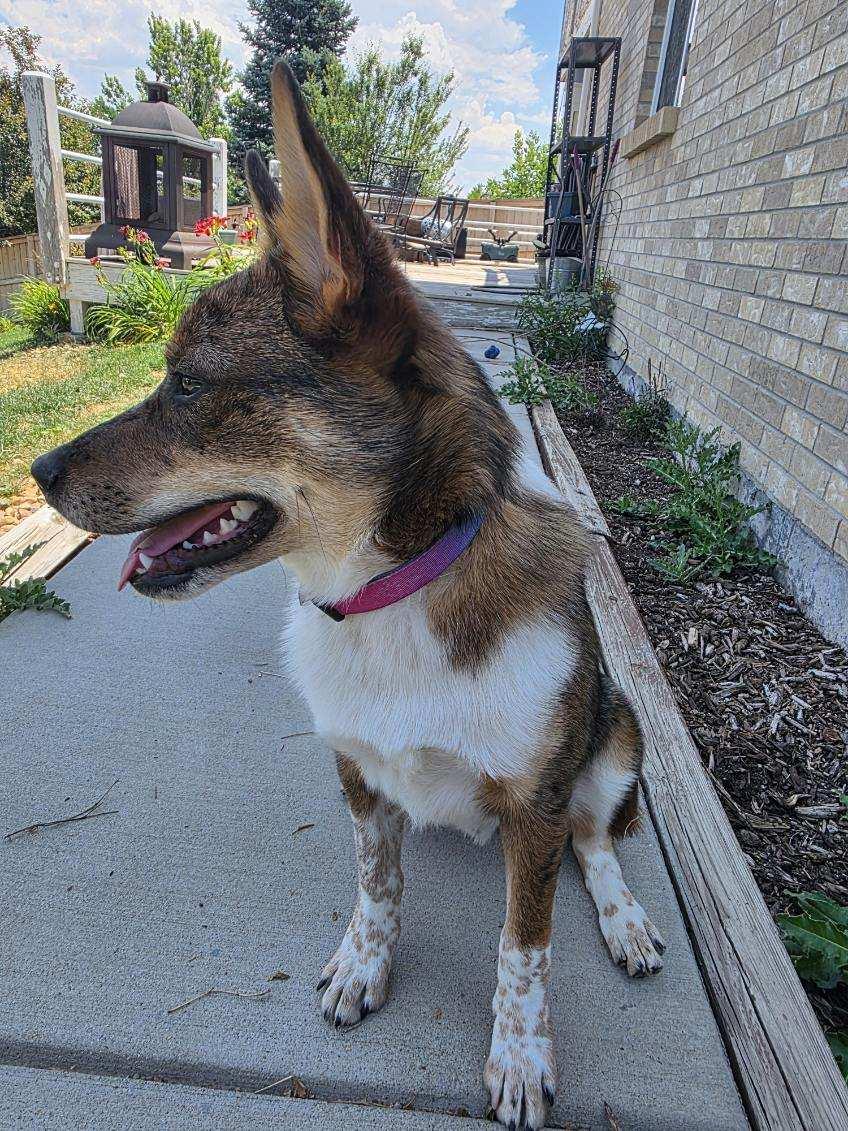 Enlarge Dingo, a Adopted Australian Cattle Dog / Blue Heeler in Denver, CO image 3/3