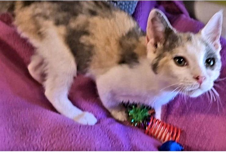 Lori, Adopted, Kitten Female Calico.