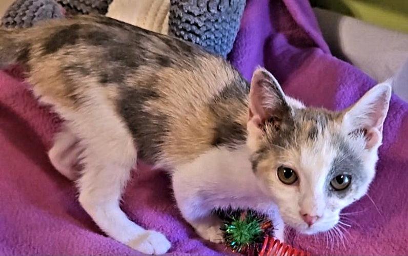 Lori, a Adopted Calico in Rutherfordton, NC image 2/3