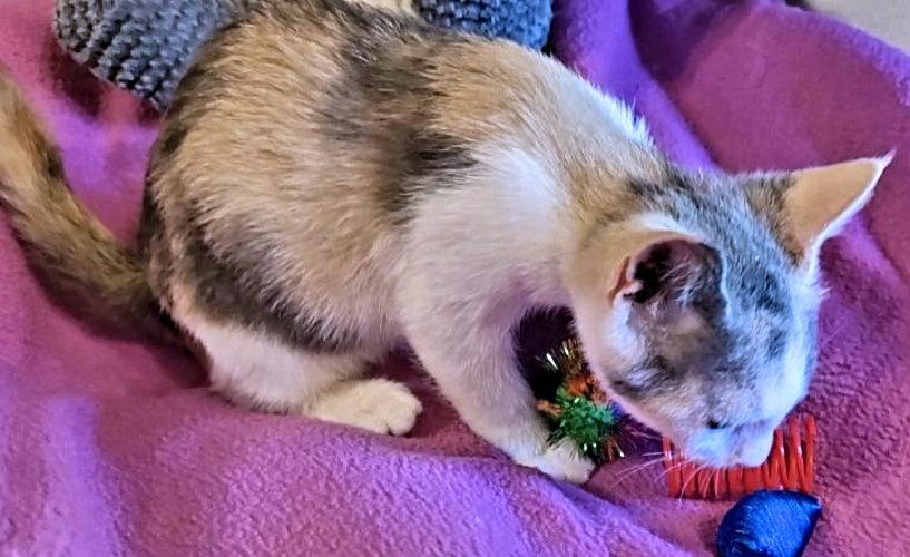 Lori, a Adopted Calico in Rutherfordton, NC image 3/3