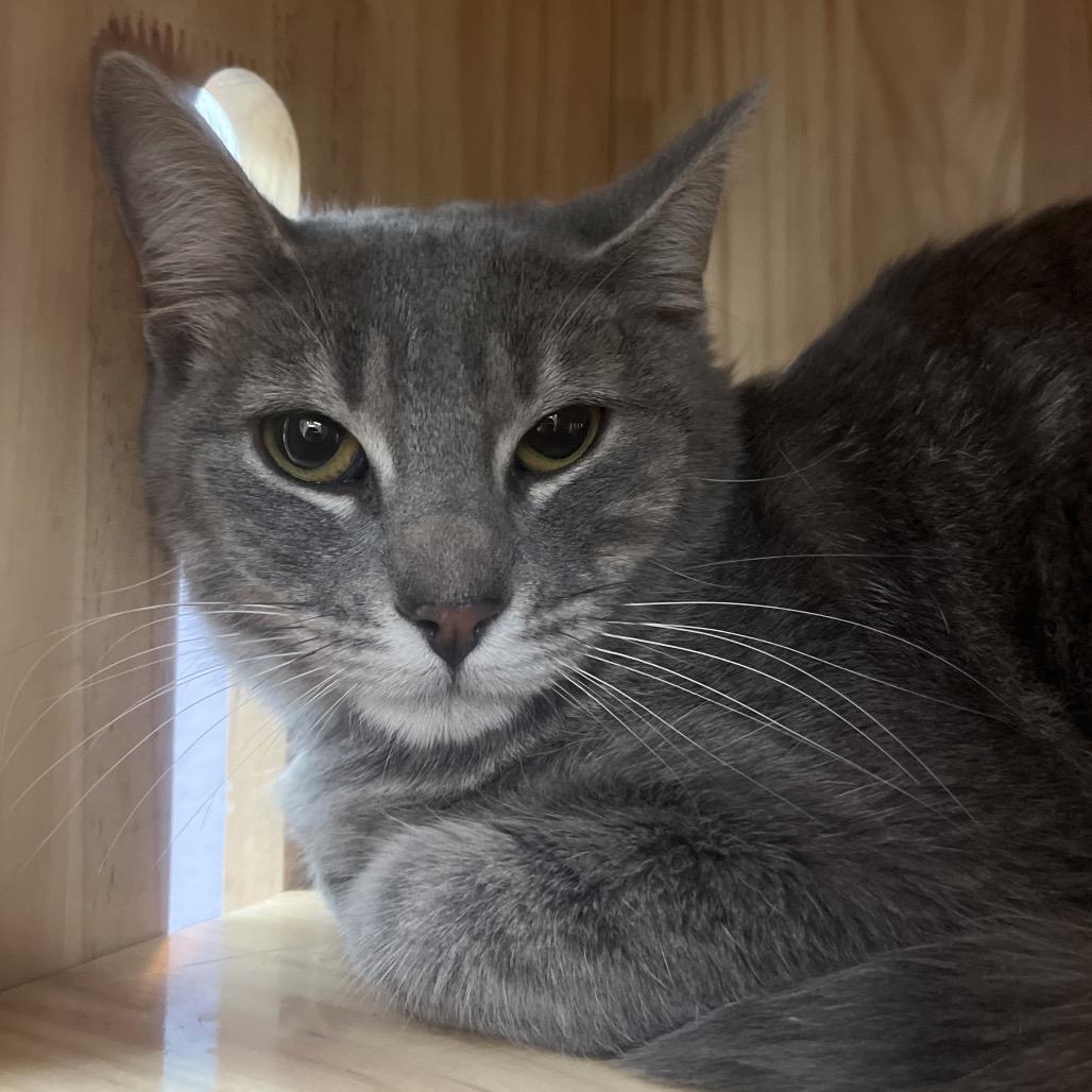 Enlarge Stormi, a Adoptable Domestic Short Hair in Yucca Valley, CA image 1/5