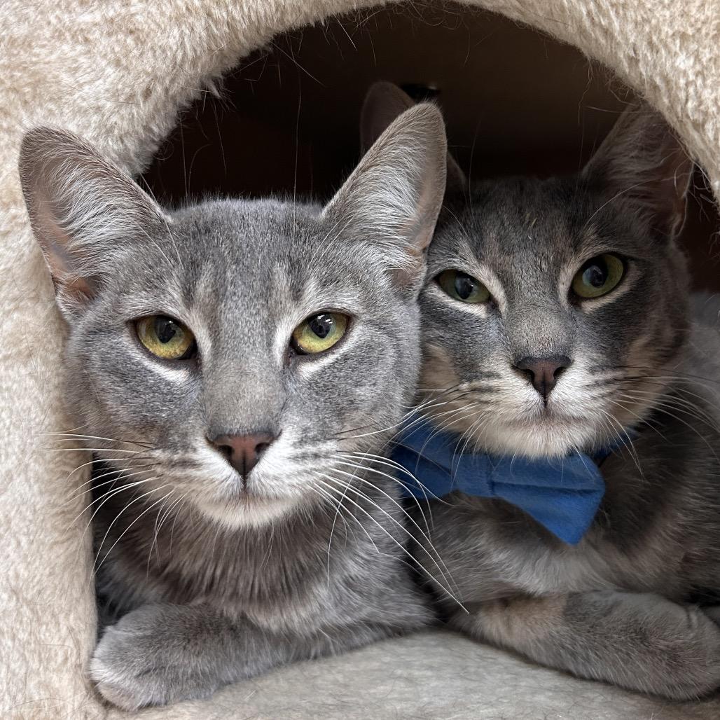 Enlarge Stormi, a Adoptable Domestic Short Hair in Yucca Valley, CA image 2/5